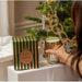Impodimo Living & Giving:Christmas Pine Candle:Peppermint Grove