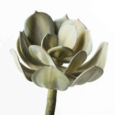 Impodimo Living & Giving:Echeveria - Grey:Floral