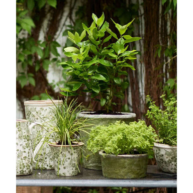 Impodimo Living & Giving:Evergreen Mossy Pot:French Country Collections