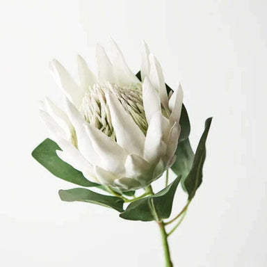 Impodimo Living & Giving:King Protea - White:Floral