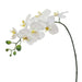 Impodimo Living & Giving:Orchid Phalaenopsis - White Spray:Floral