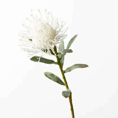 Impodimo Living & Giving:Protea Leucospermum - White:Floral