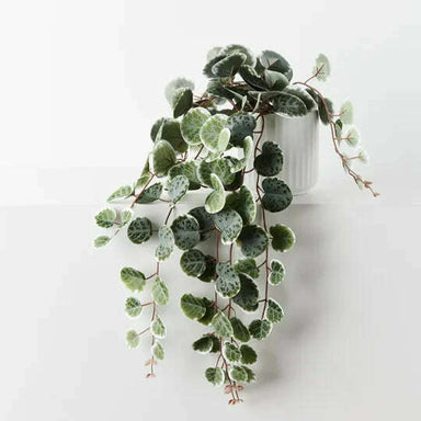 Impodimo Living & Giving:String Of Hearts In Pot:Floral